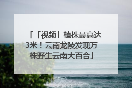 「视频」植株最高达3米！云南龙陵发现万株野生云南大百合