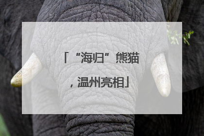 “海归”熊猫，温州亮相