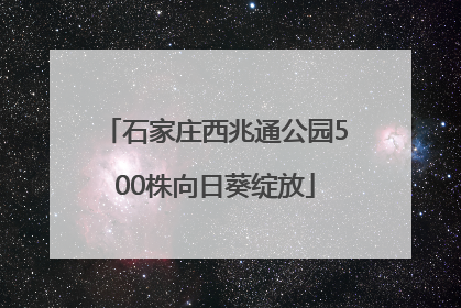 石家庄西兆通公园500株向日葵绽放