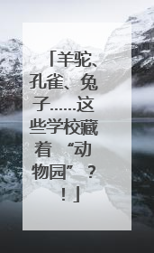 羊驼、孔雀、兔子……这些学校藏着 “动物园”？！