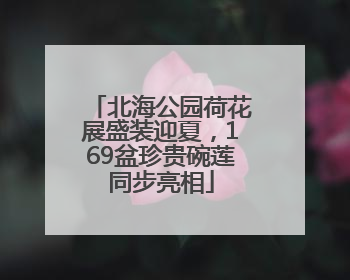 北海公园荷花展盛装迎夏，169盆珍贵碗莲同步亮相