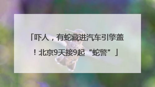 吓人，有蛇藏进汽车引擎盖！北京9天接9起“蛇警”