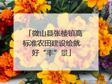 微山县张楼镇高标准农田建设绘就好“丰”景