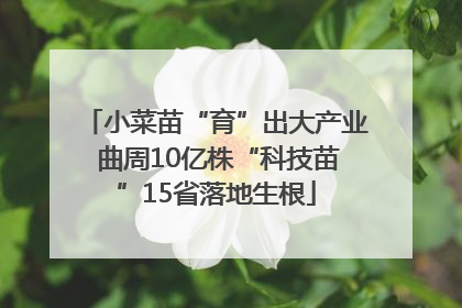小菜苗“育”出大产业 曲周10亿株“科技苗”15省落地生根