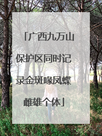 广西九万山保护区同时记录金斑喙凤蝶雌雄个体