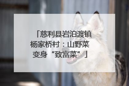 慈利县岩泊渡镇杨家桥村：山野菜变身“致富菜”