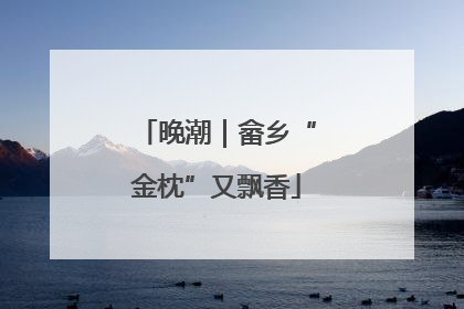 晚潮｜畲乡“金枕”又飘香
