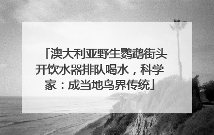 澳大利亚野生鹦鹉街头开饮水器排队喝水，科学家：成当地鸟界传统