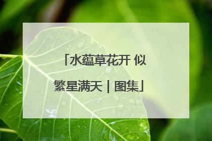 水蕴草花开 似繁星满天｜图集