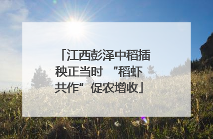 江西彭泽中稻插秧正当时 “稻虾共作”促农增收