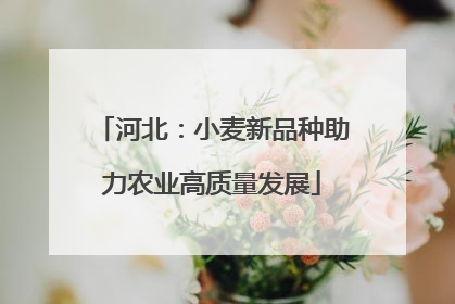 河北：小麦新品种助力农业高质量发展