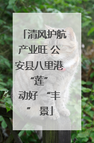 清风护航产业旺 公安县八里港 “莲” 动好 “丰” 景