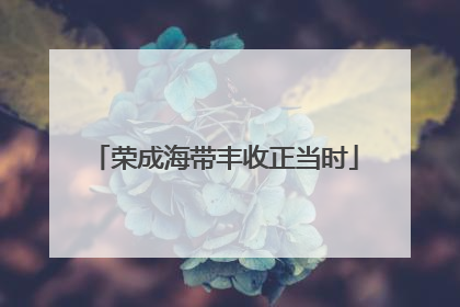 荣成海带丰收正当时