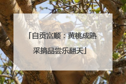 自贡富顺：黄桃成熟 采摘品尝乐翻天