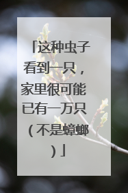 这种虫子看到一只，家里很可能已有一万只（不是蟑螂）