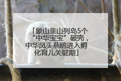 象山韭山列岛5个“中华宝宝”破壳，中华凤头燕鸥进入孵化育儿关键期