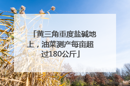 黄三角重度盐碱地上，油菜测产每亩超过180公斤
